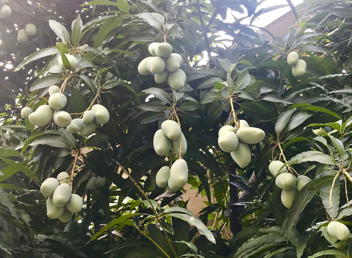 Dở khóc dở cười với chiêu độc chống lại nạn xoài tặc