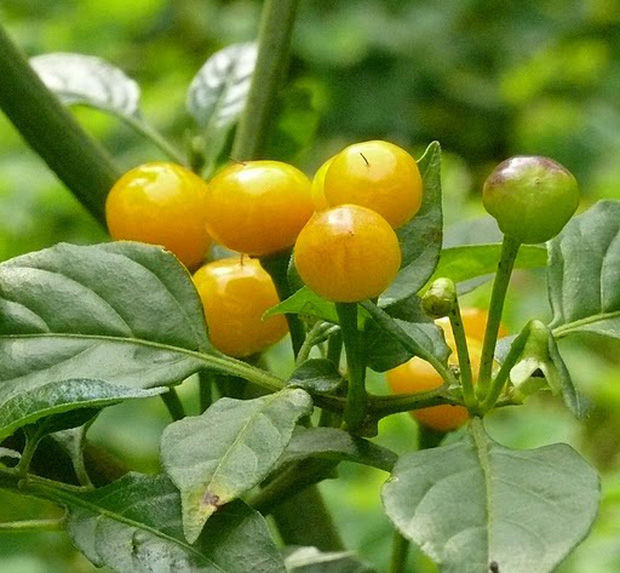 Hết Lý Hải đến lượt ông xã Việt Hương gieo trồng cây ớt 550 triệu đồng