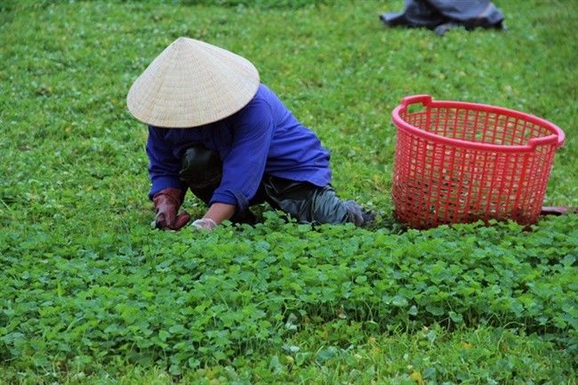 Loại rau mọc hoang có thể kiếm tiền triệu mỗi ngày