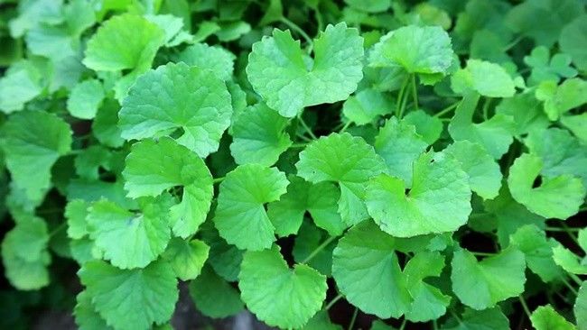 Loại rau mọc hoang có thể kiếm tiền triệu mỗi ngày
