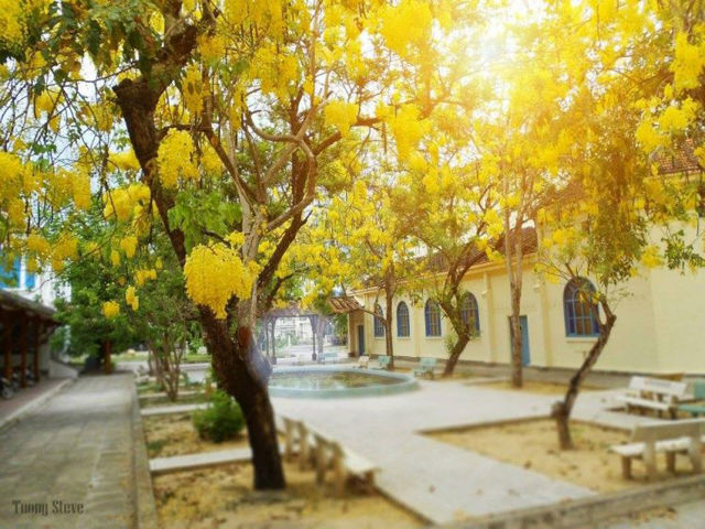 Ngôi trường thuộc top có khuôn viên đẹp nhất VN với views biển xịn sò