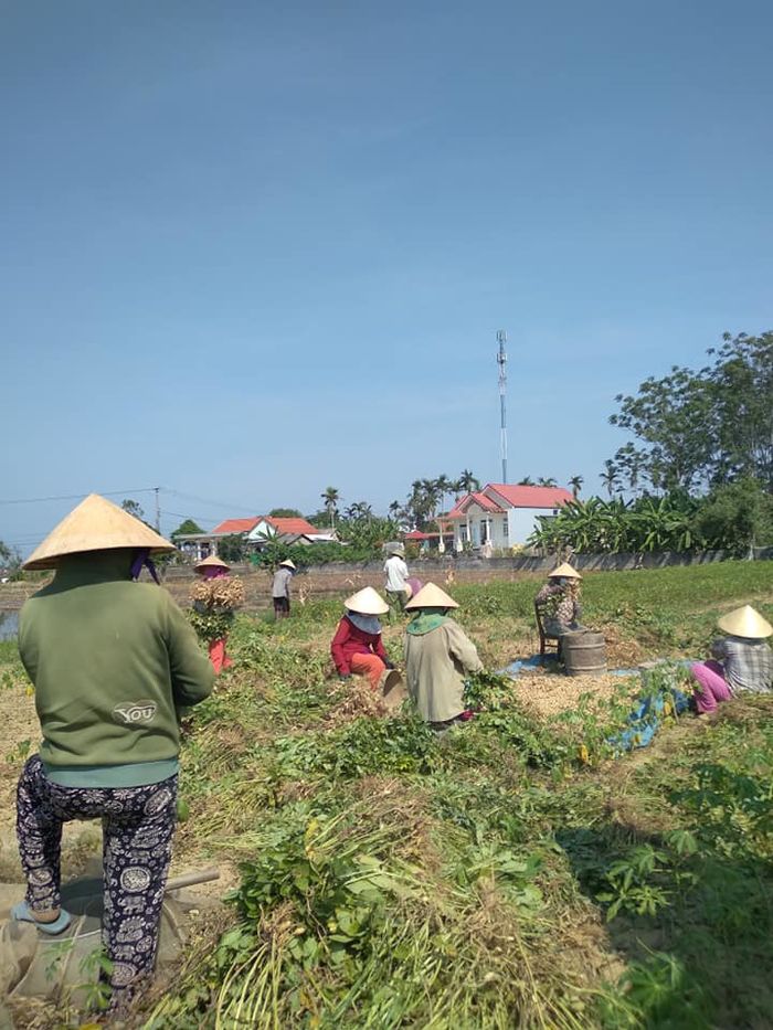 Ấm lòng mùa dịch: Người làng giúp thu hoạch ruộng đậu cho gia đình F1