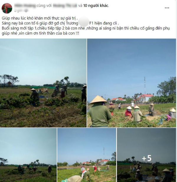 Ấm lòng mùa dịch: Người làng giúp thu hoạch ruộng đậu cho gia đình F1