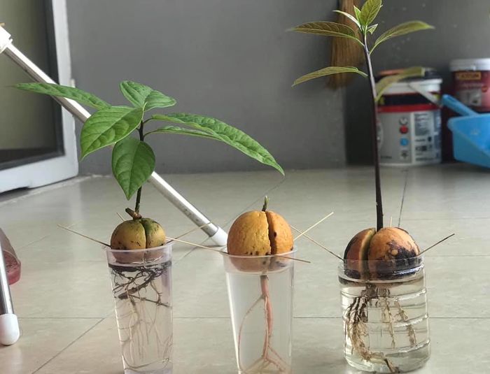 Khóc hết nước mắt vì mất cây bơ yêu quý và cái kết bất ngờ