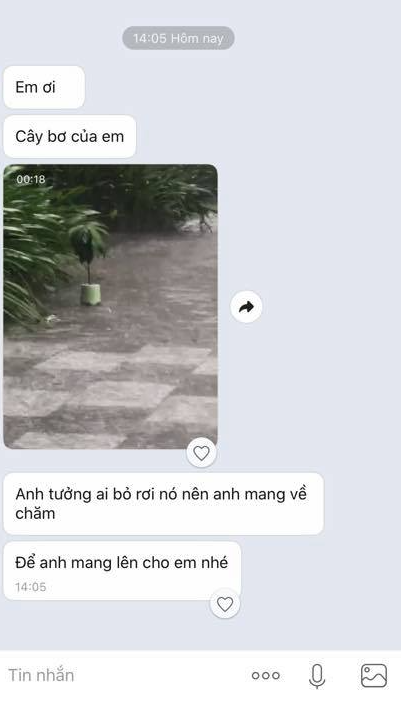 Khóc hết nước mắt vì mất cây bơ yêu quý và cái kết bất ngờ