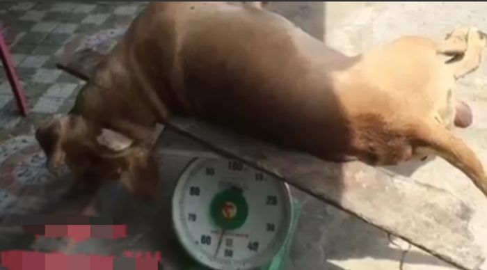 Vụ chó pitbull tấn công người: Nuôi chó dữ đừng lơ là, luôn rọ mõm