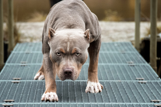 Vụ chó pitbull tấn công người: Nuôi chó dữ đừng lơ là, luôn rọ mõm