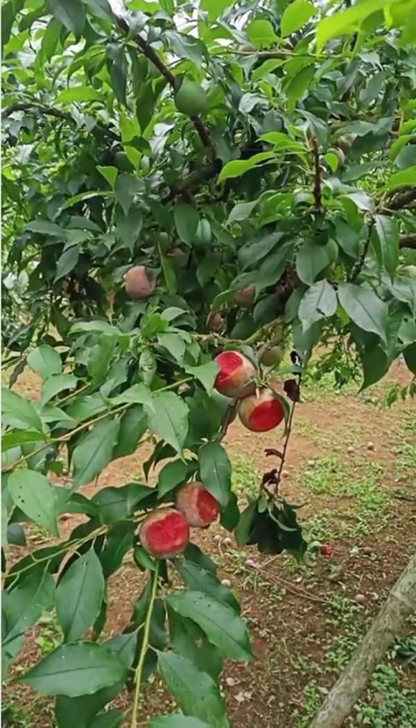 Tham quan vườn mận, nhóm trẻ để lại “chiến tích” chủ vườn khóc thét