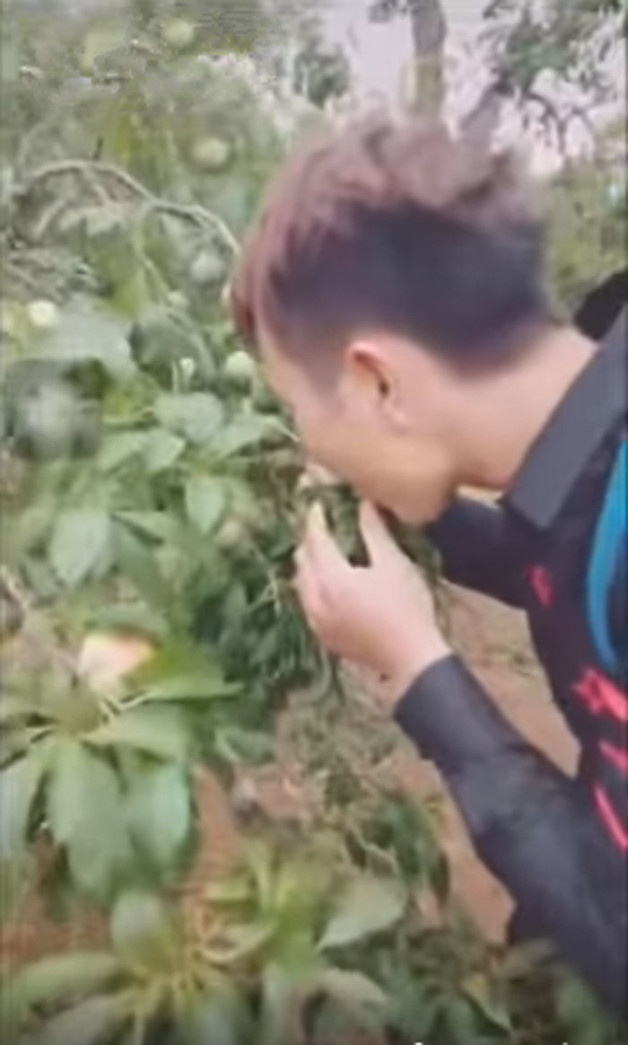 Tham quan vườn mận, nhóm trẻ để lại “chiến tích” chủ vườn khóc thét