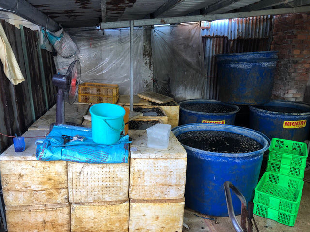 TP.HCM: Phát hiện 2,2 tấn ốc ngâm hóa chất sắp tuồn ra thị trường