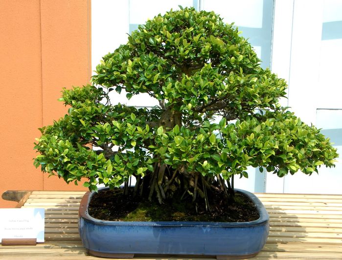 Những loại cây dù đẹp cũng không trồng trong nhà tránh rước họa