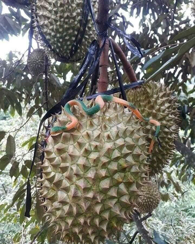 Chủ nhà tung chiêu đóng gói nhãn trên cây, đố ai hái được
