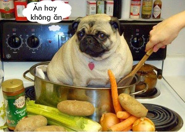 Mẫu Tây lên án việc ăn thịt chó: Ăn hay không đến lượt cô lên tiếng à?