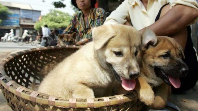 Mẫu Tây lên án việc ăn thịt chó: Ăn hay không đến lượt cô lên tiếng à?