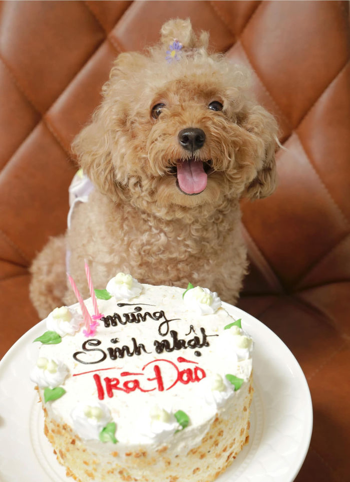 Nam diễn viên có 17 căn nhà, 15 thẻ đen tổ chức sinh nhật cho cún cưng