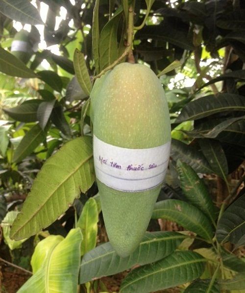 Nhà trồng cây xoài đắt nhất TG, phải thuê 4 vệ sĩ, 6 con chó bảo vệ