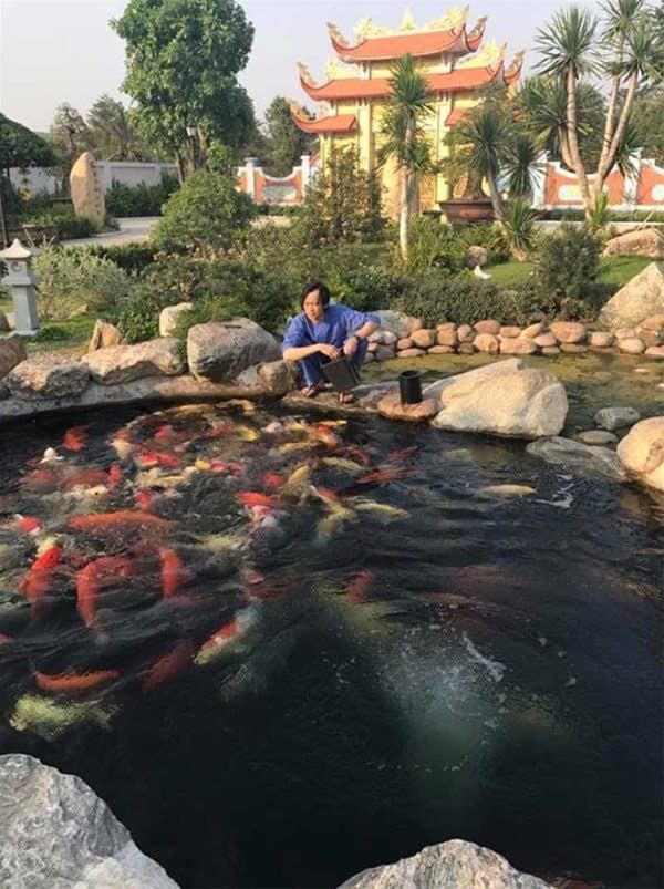 Những hồ cá Koi bạc tỷ của sao Việt: Thú vui của hệ nhà giàu