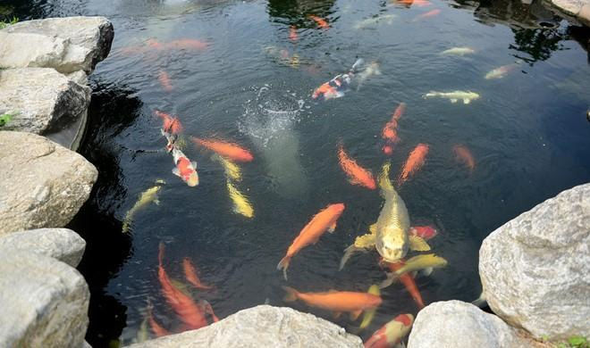 Những hồ cá Koi bạc tỷ của sao Việt: Thú vui của hệ nhà giàu