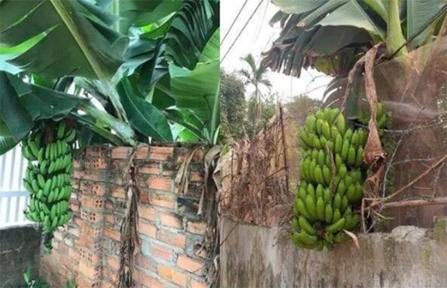 Quả xoài phản chủ nhất: Phượng Chanel nát xe, còn mời mọc hàng xóm