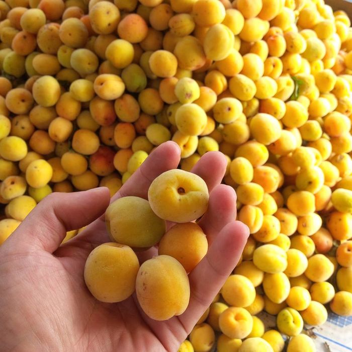 Quốc gia duy nhất chưa có bệnh nan y, bí quyết gói gọn trong 4 món