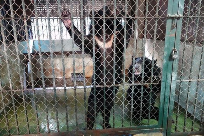 Tin vui: Rạp xiếc trung ương vĩnh viễn không còn động vật hoang dã