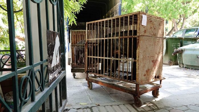 Tin vui: Rạp xiếc trung ương vĩnh viễn không còn động vật hoang dã