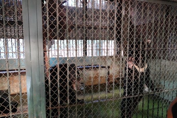 Tin vui: Rạp xiếc trung ương vĩnh viễn không còn động vật hoang dã