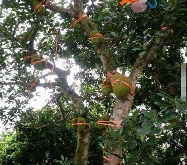 Chủ nhà tung chiêu đóng gói nhãn trên cây, đố ai hái được