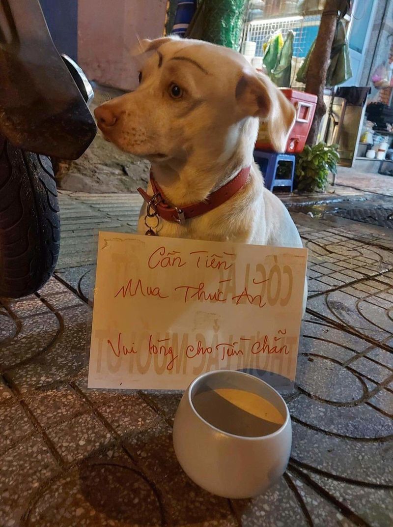 Cười xỉu với chú chó ăn xin giữa phố: Cho tiền chẵn mới lấy à nghen!