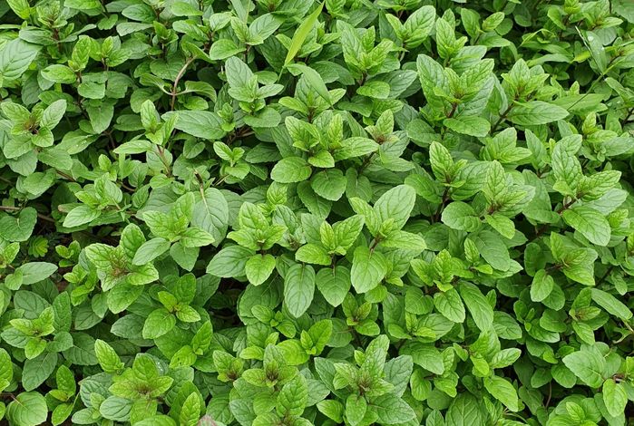 Mắt chữ O mồm chữ A với xà phòng từ dầu ăn cũ siêu tiết kiệm
