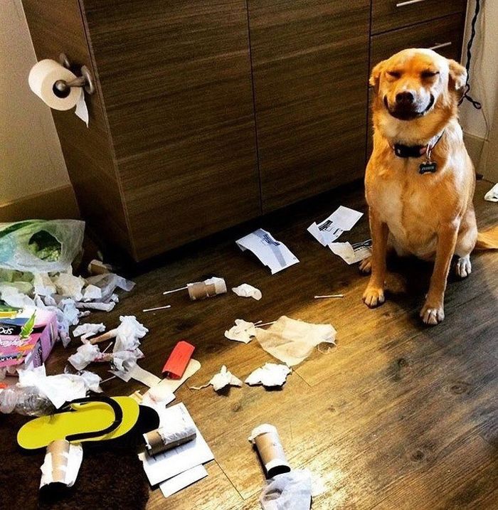 Đi ăn trộm trứng gà, mẹ con chó có biểu cảm “cưng xỉu” khi bị bắt
