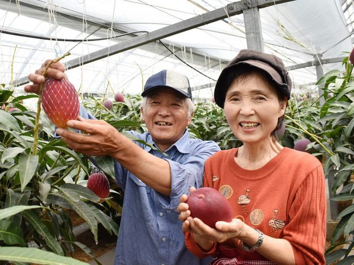 Vườn xoài cao hơn 1m nhưng quả nhiều gấp 8, chủ phải làm giàn treo