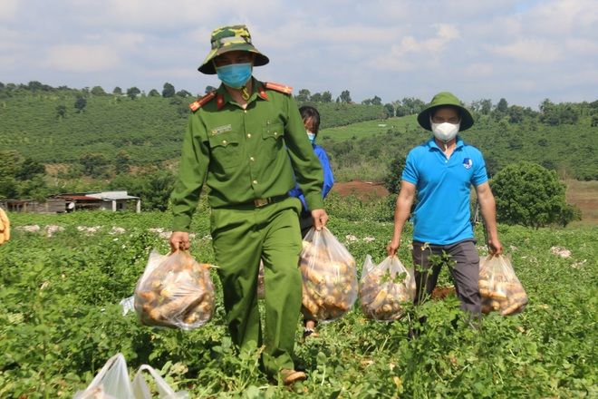 Anh nông dân gửi tặng TP.HCM cả vườn cải trăm triệu