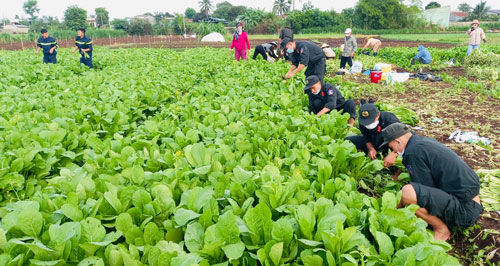 Anh nông dân gửi tặng TP.HCM cả vườn cải trăm triệu