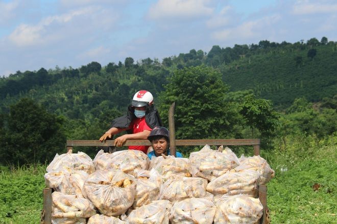 Anh nông dân gửi tặng TP.HCM cả vườn cải trăm triệu