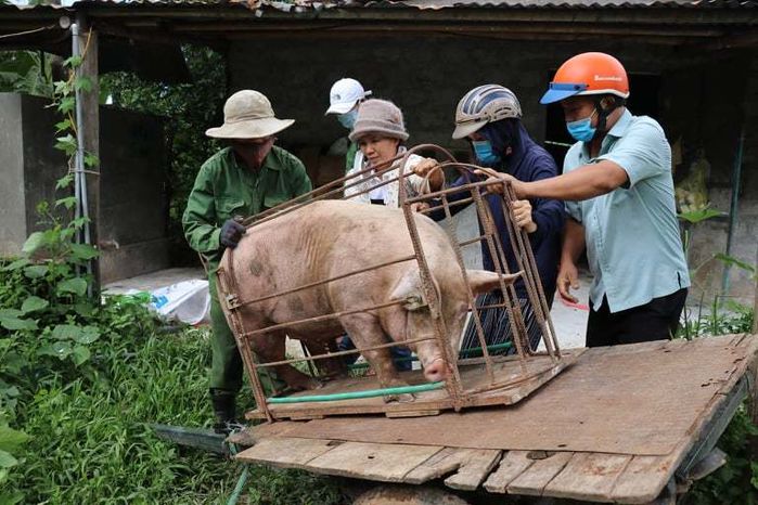 Anh nông dân gửi tặng TP.HCM cả vườn cải trăm triệu