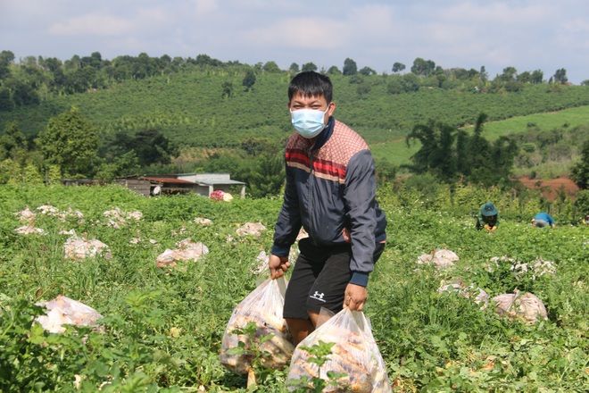 Anh nông dân gửi tặng TP.HCM cả vườn cải trăm triệu