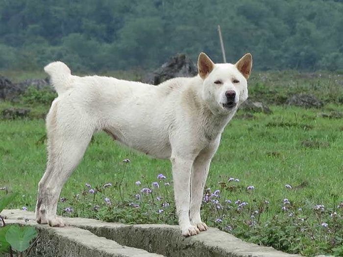 Bé gái ôm hôn chú chó sắp bị bán đi, khách chê liền tỏ ra mừng rỡ