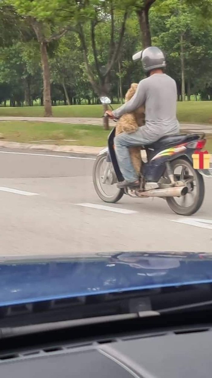 Cảm động người cha nhặt gấu bông bãi rác tặng con vì không có tiền