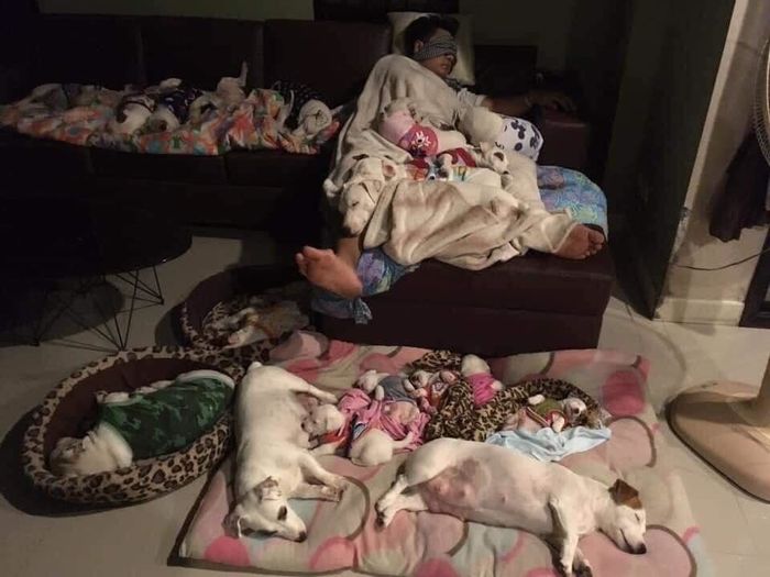 Vợ chồng nuôi 2 con chó cho “vui cửa vui nhà” giờ “tan nhà nát cửa