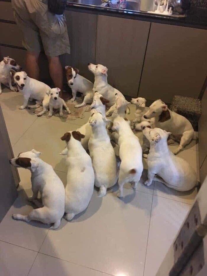 Vợ chồng nuôi 2 con chó cho “vui cửa vui nhà” giờ “tan nhà nát cửa