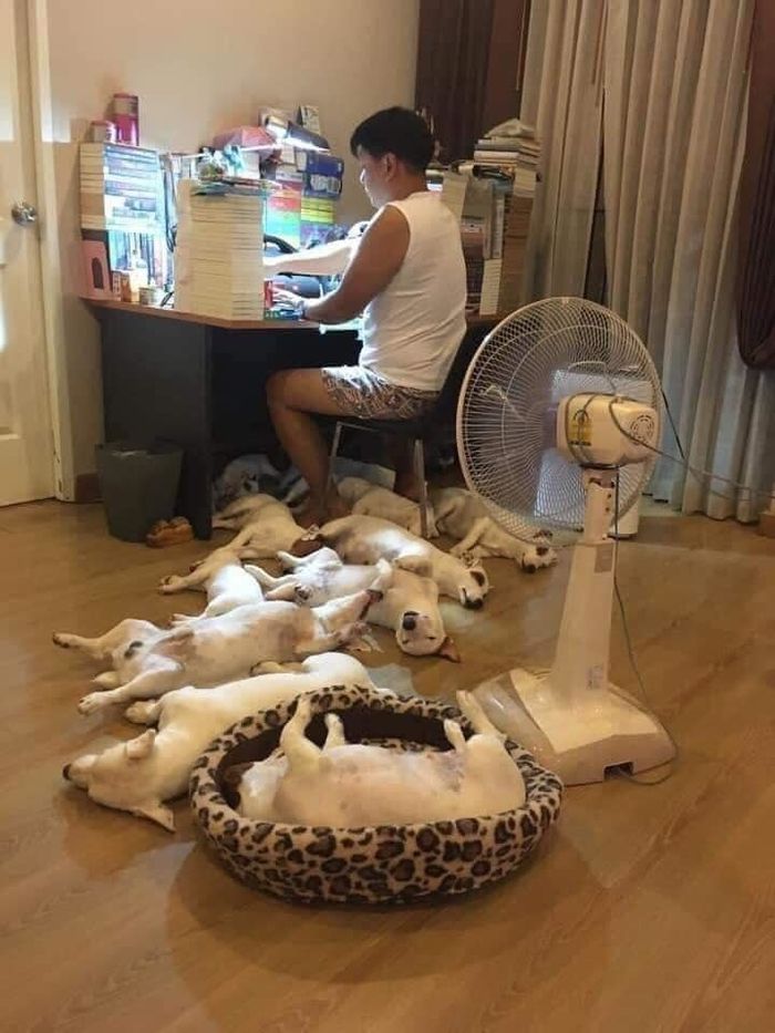 Vợ chồng nuôi 2 con chó cho “vui cửa vui nhà” giờ “tan nhà nát cửa