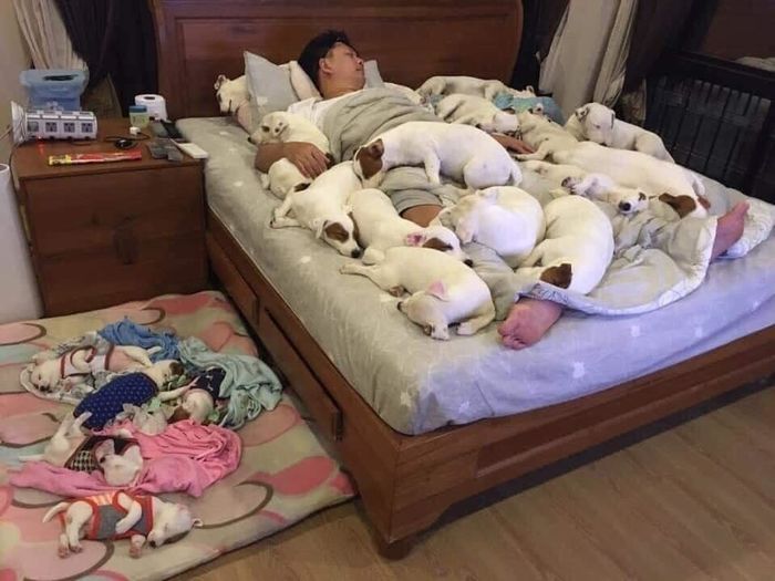 Vợ chồng nuôi 2 con chó cho “vui cửa vui nhà” giờ “tan nhà nát cửa