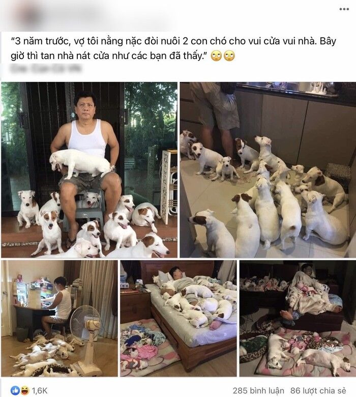 Vợ chồng nuôi 2 con chó cho “vui cửa vui nhà” giờ “tan nhà nát cửa