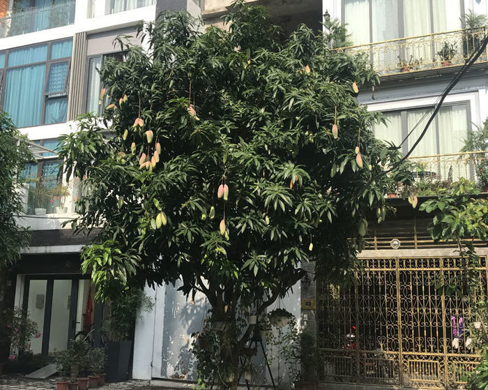 Cây xoài nghị lực nhất VN: Bị chặt cụt vẫn trĩu quả nhìn mà ham