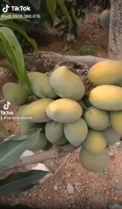 Cây xoài nghị lực nhất VN: Bị chặt cụt vẫn trĩu quả nhìn mà ham