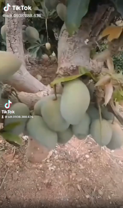 Cây xoài nghị lực nhất VN: Bị chặt cụt vẫn trĩu quả nhìn mà ham