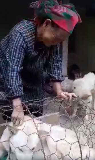 Cụ bà mếu máo khi phải rời xa chó cưng: Thương quá, mà bà khổ quá