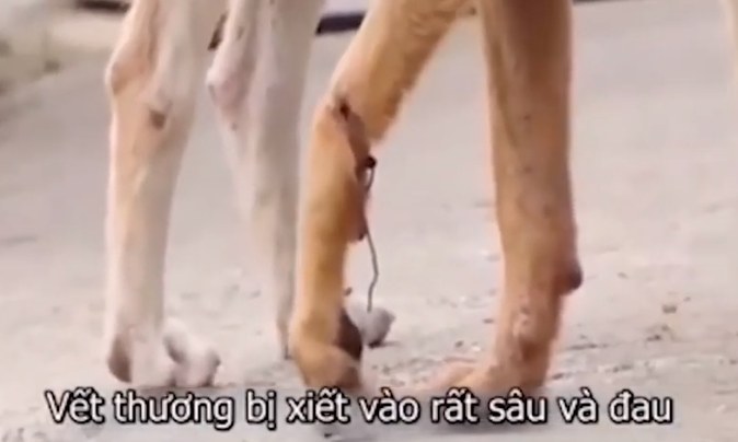 Chó mẹ bị thương ở chân, chạy hàng chục km xin đồ ăn cho đàn con