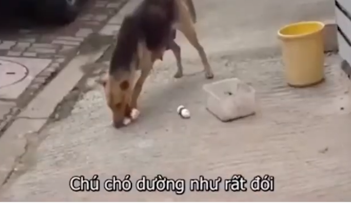 Chó mẹ bị thương ở chân, chạy hàng chục km xin đồ ăn cho đàn con